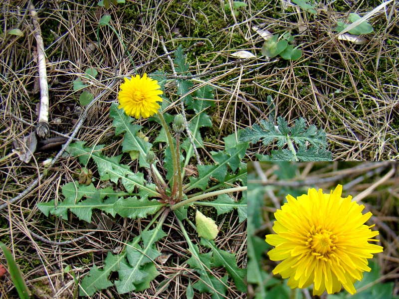 Taraxacum sp  8210.jpg