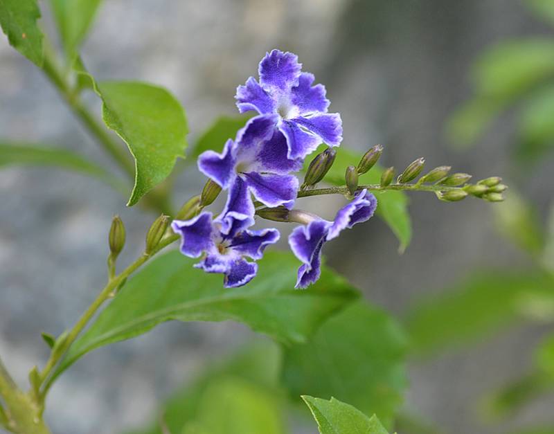 Verbenaceae - Duranta 2-003.jpg