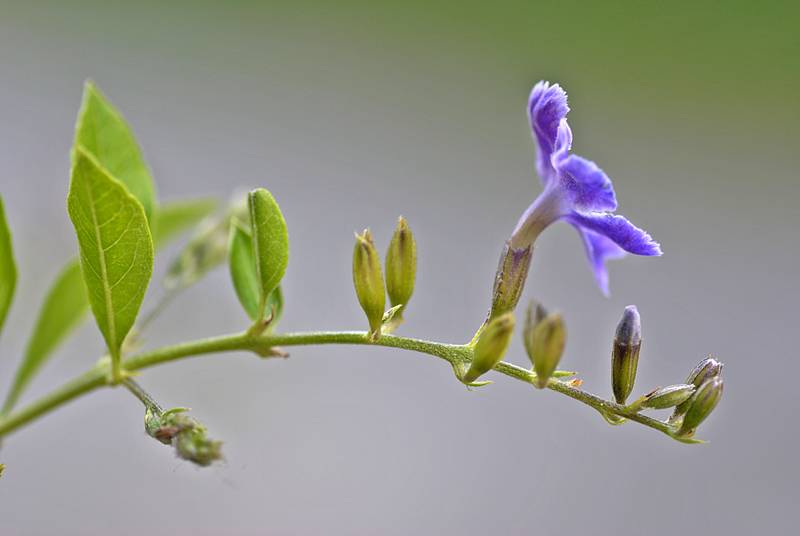 Verbenaceae - Duranta 3-004.jpg