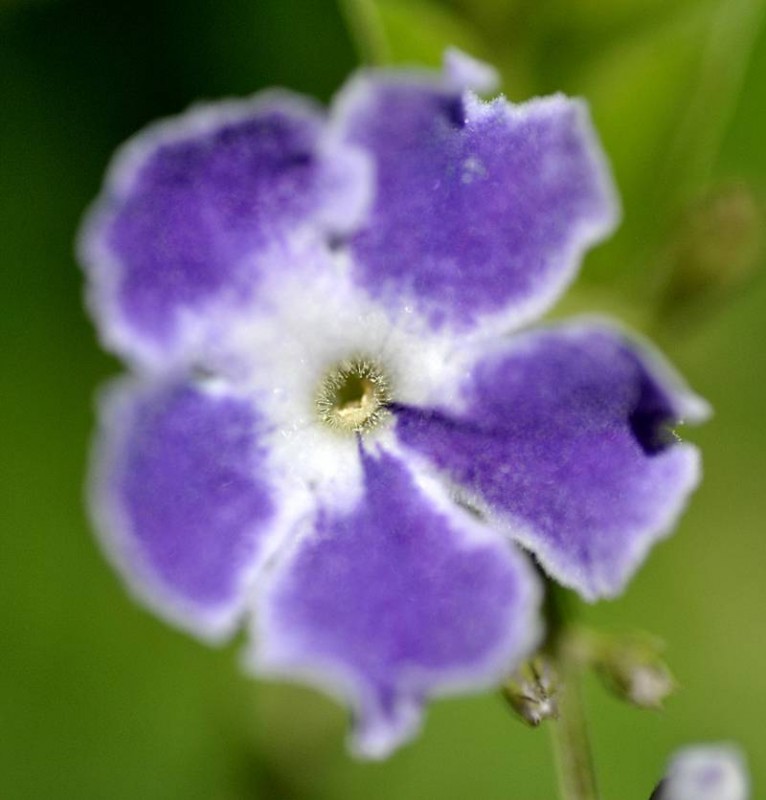 Verbenaceae - Duranta 4-001.jpg