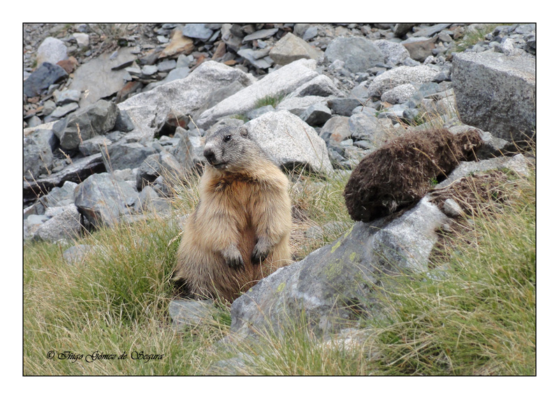 Marmota marmota - Noeuville.jpg