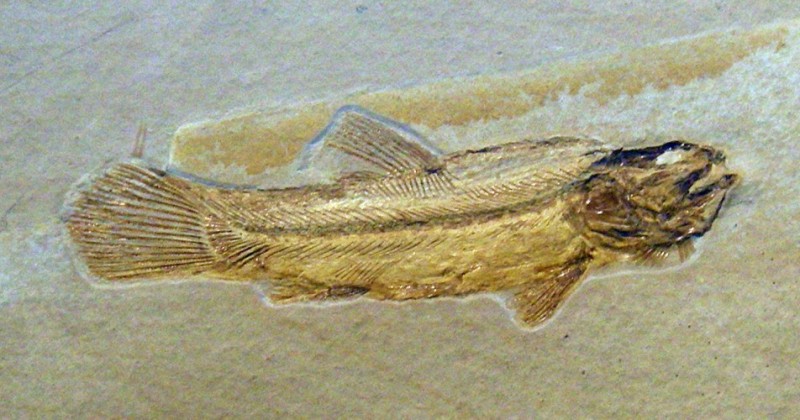 Amiopsis lepidota (17-8-11 Museo de Historia Natural de Berlín).jpg