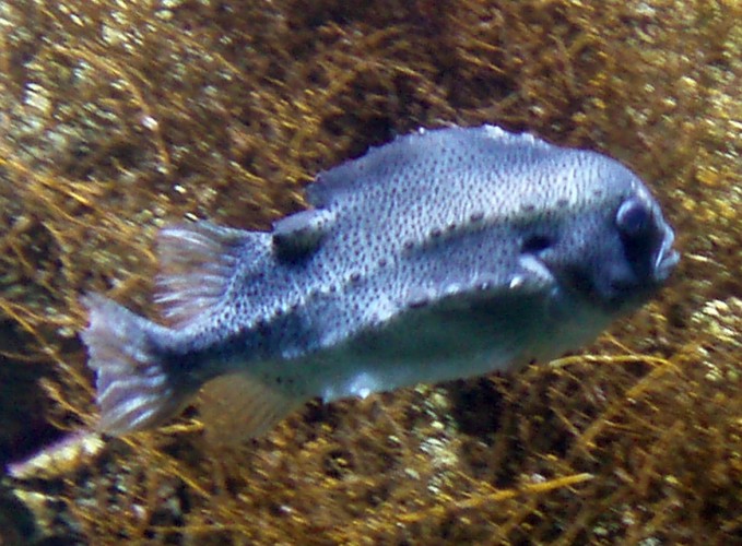 Cyclopterus lumpus (7-8-09 Aquarium de La Rochelle).jpg