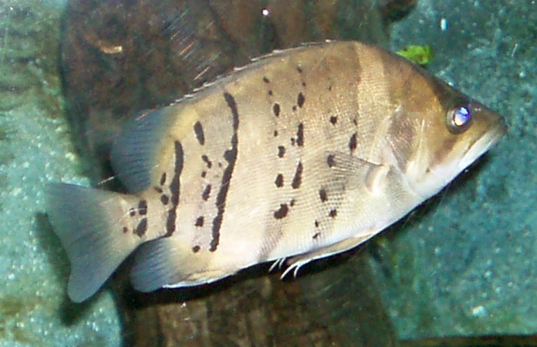Datnioides microlepis 1.jpg