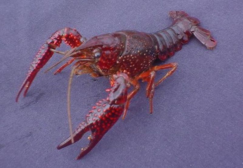 procambarus clarkii-002.jpg