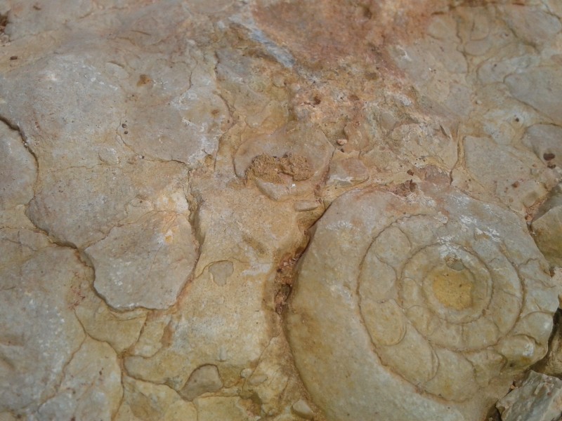 ammonites.jpg