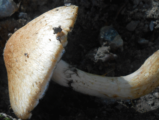 Cortinarius sp toma 1.gif