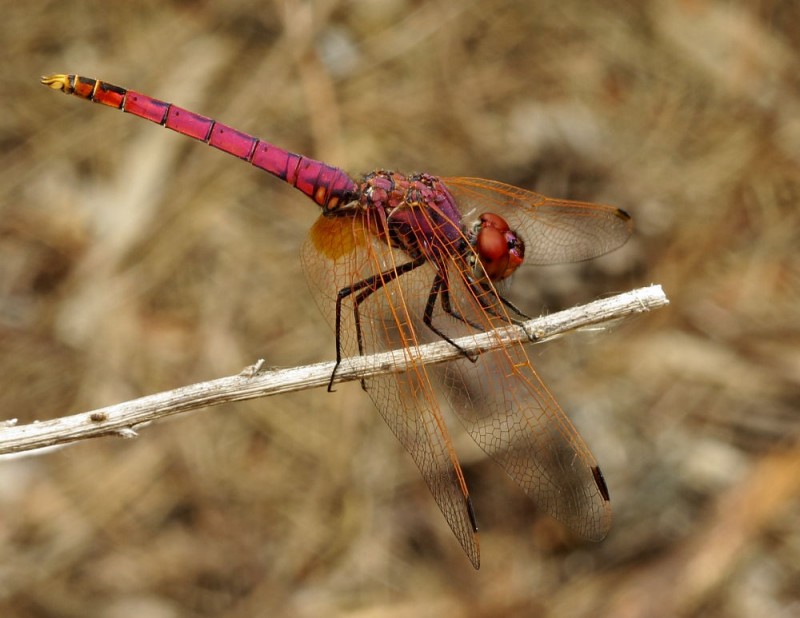 Trithemis annulata.JPG