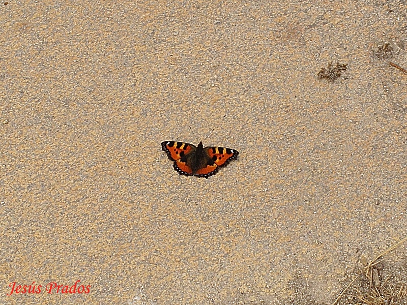 Lepidoptera-120806_1.JPG