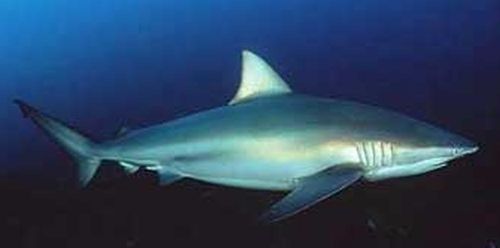 carcharhinus brachyurus-001.jpg