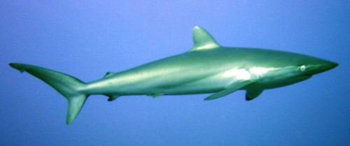 carcharhinus falciformis-001.jpg
