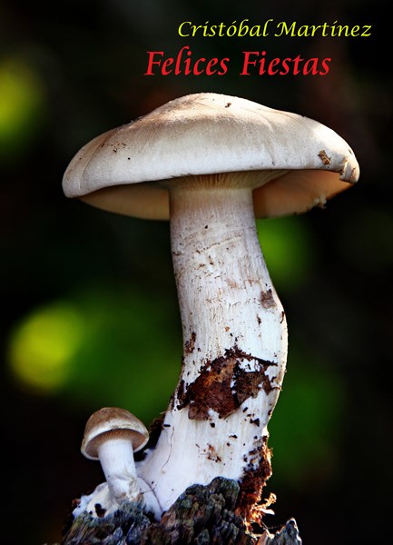 Entoloma sinuatum.jpg