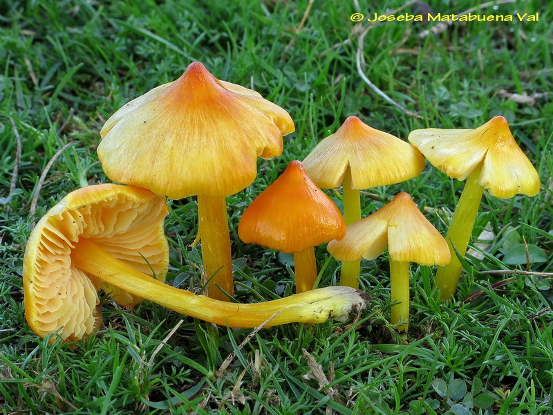 Hygrocybe acutoconica 111126 1201.jpg