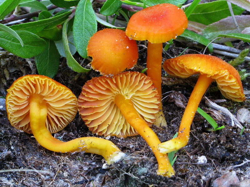 Hygrocybe reidii 080615 289.jpg