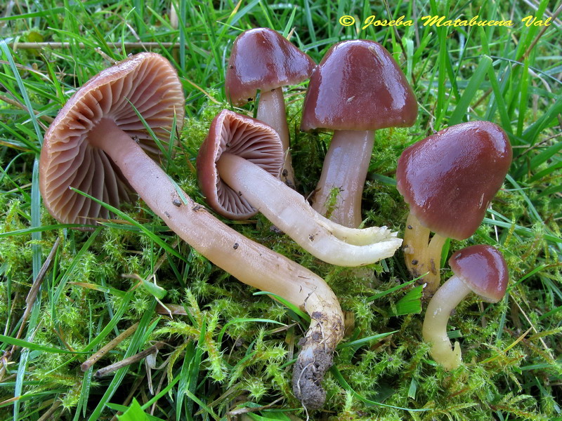 Hygrocybe sciophanoides var. carneoviolacea 121222 8097.jpg