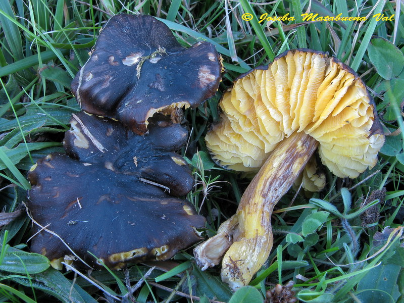 Hygrocybe spadicea 131211 043.jpg