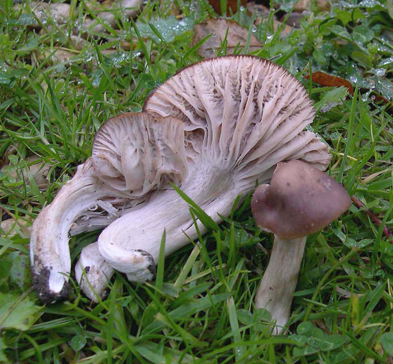 Hygrocybe colemanniana 3425.jpg