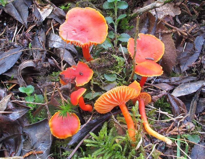 Hygrocybe miniata 2.jpg