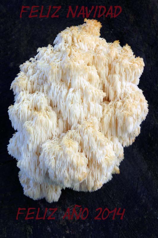 Hericium coralloides.JPG