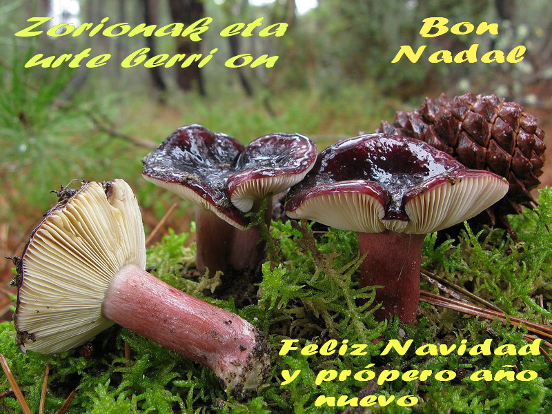 Russula torulosa Navidad 2013 081207 104.jpg