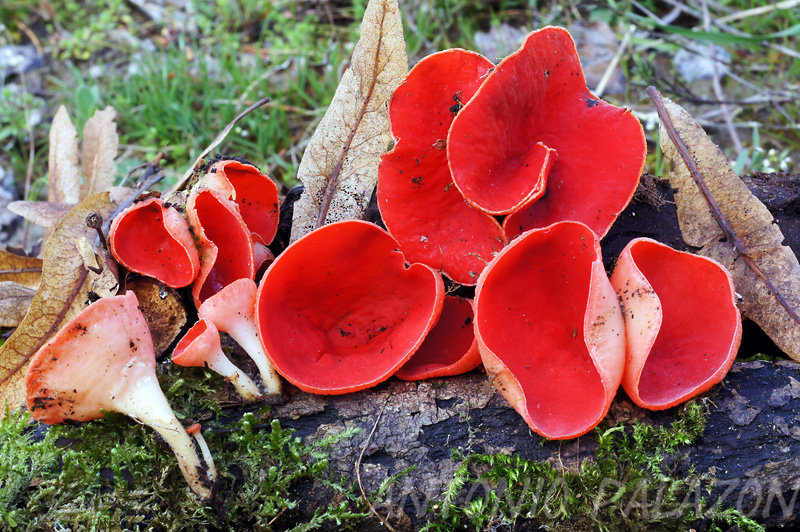 Sarcoscypha coccinea.JPG