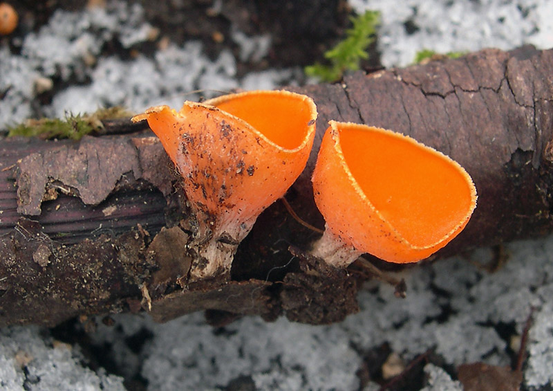 Sarcoscypha coccinea f. aurantiaca.JPG