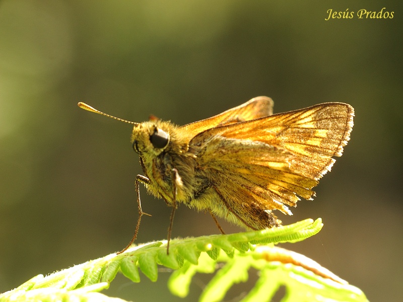 Lepidoptera #1-120812_3.JPG