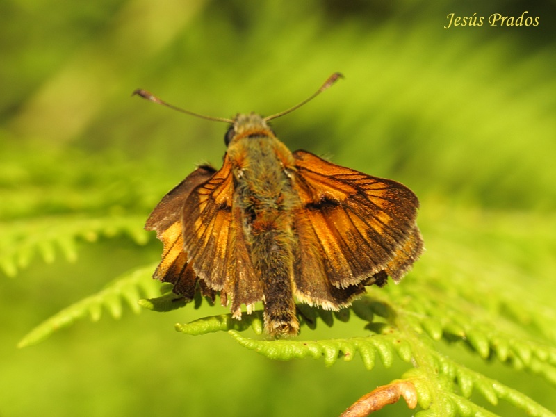 Lepidoptera #1-120812_1.JPG