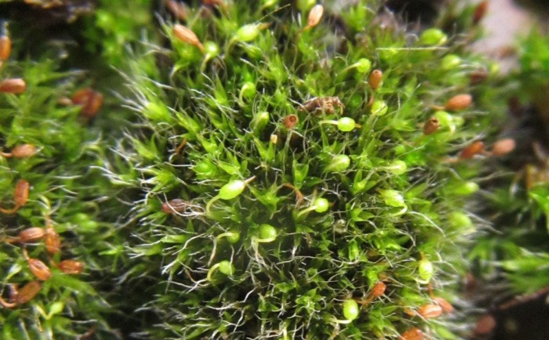 Grimmia pulvinataRp3.jpg