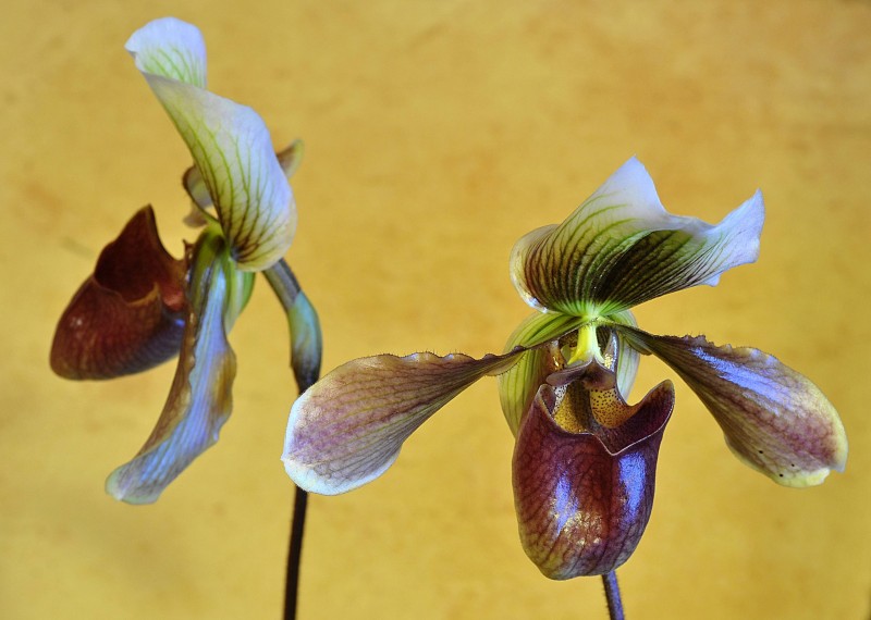 Orchidaceae - Paphiopelium maudiae 3-005.jpg