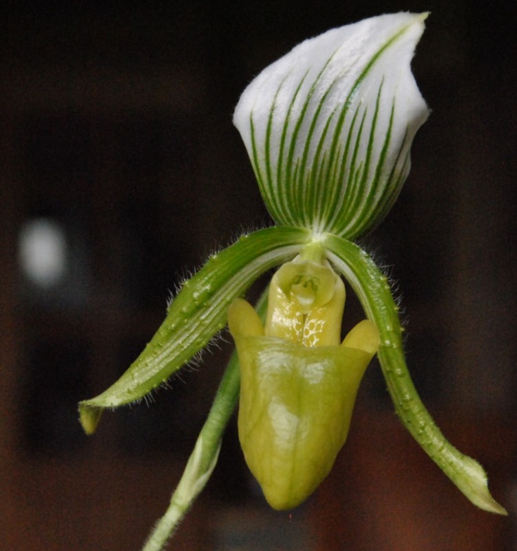 Orchidaceae - Paphiopelium maudiae 1.jpg