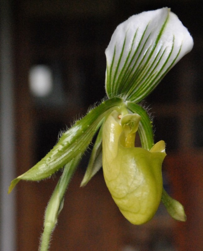 Orchidaceae - Paphiopelium maudiae 2.jpg
