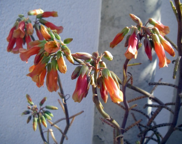 Kalanchoe delagoensis flores.jpg