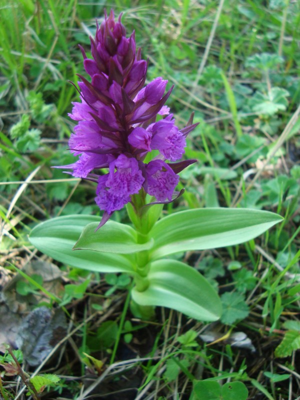 Dactylorhiza umbrosa (6).jpg