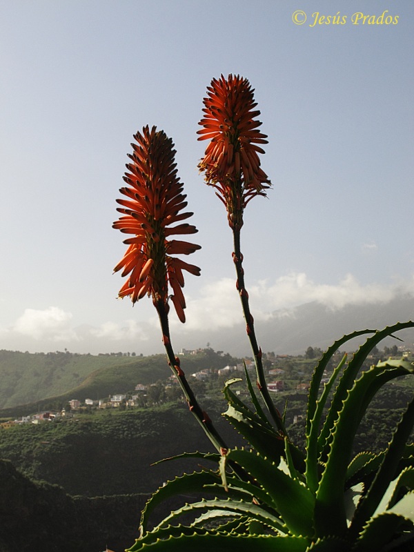 Aloe arborescens_4.JPG