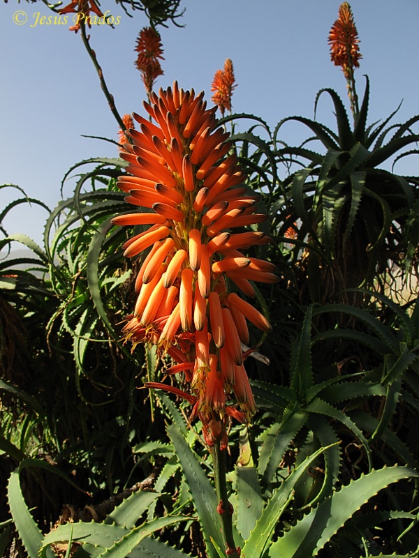 Aloe arborescens_3.JPG