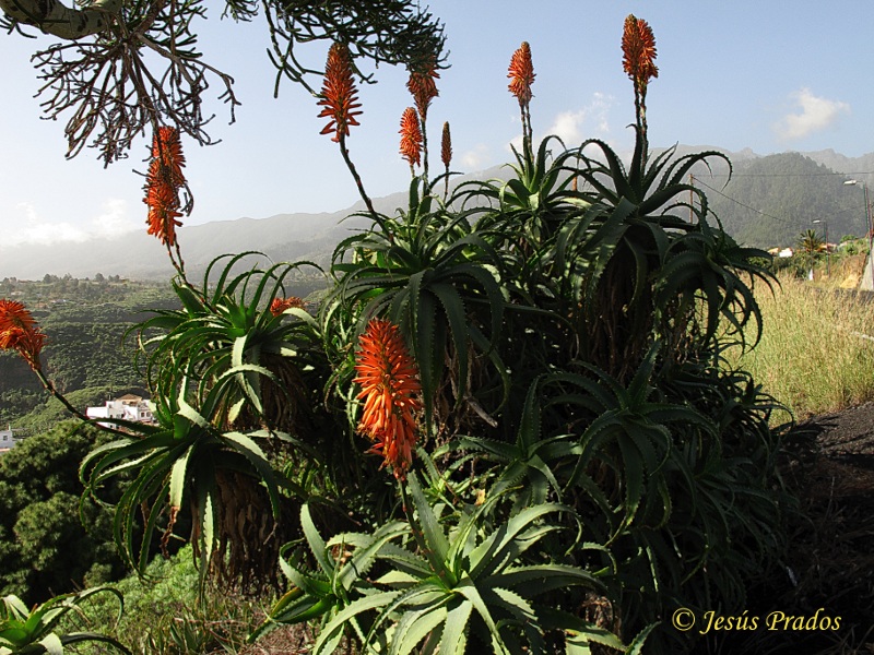 Aloe arborescens_1.JPG
