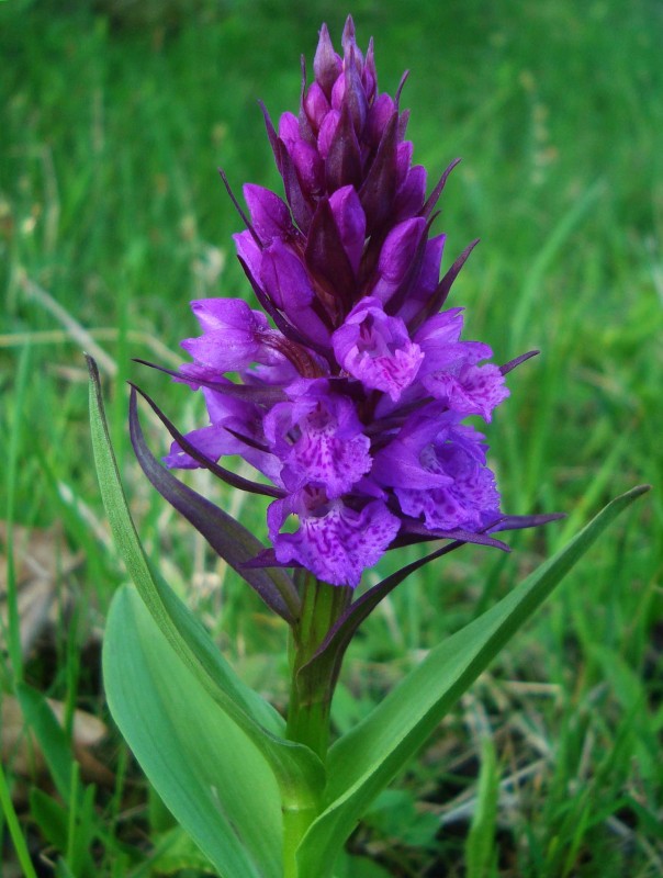 Dactylorhiza umbrosa (2).jpg