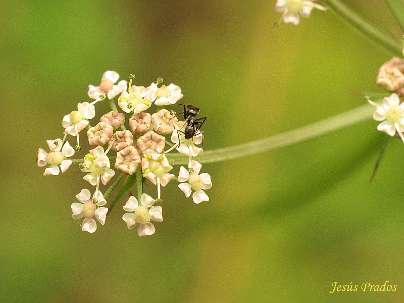 Umbelífera_3.JPG