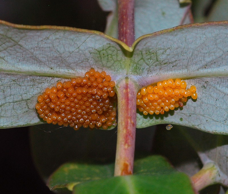 Euphydryas aurinia (4).jpg
