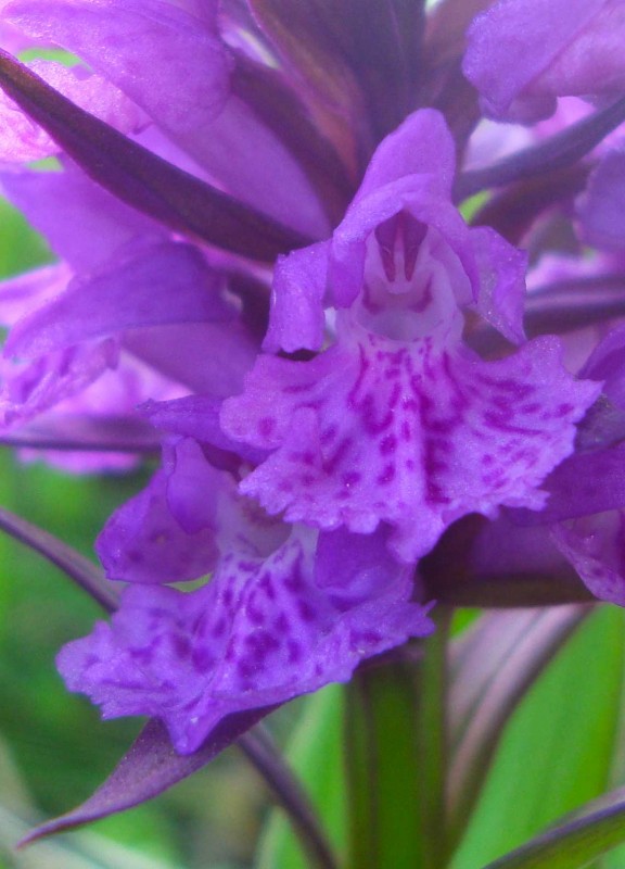 Dactylorhiza umbrosa (5).jpg