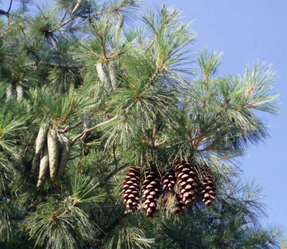 Pinus wallichiana (5-8-09 Jardin des Plantes).jpg