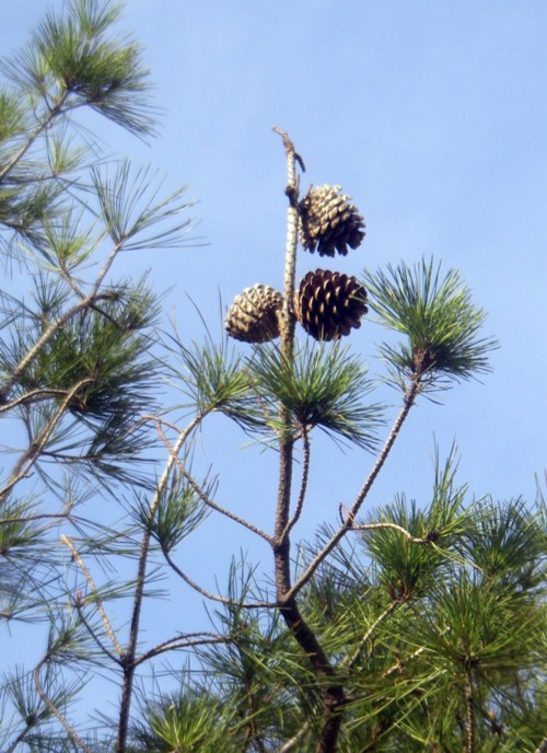 Pinus radiata.jpg