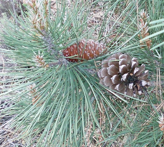 Pinus pinaster 2.jpg