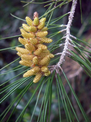 Pinus halepensis.jpg