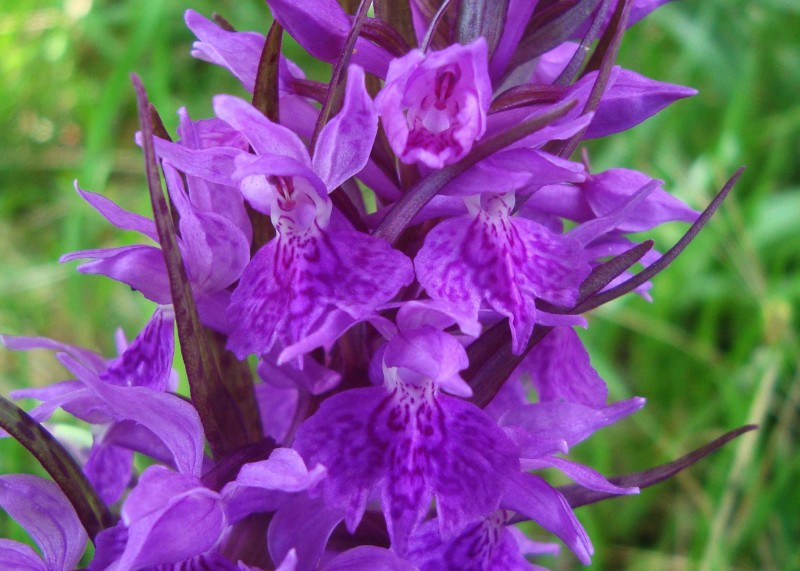 Dactylorhiza sp (14).jpg