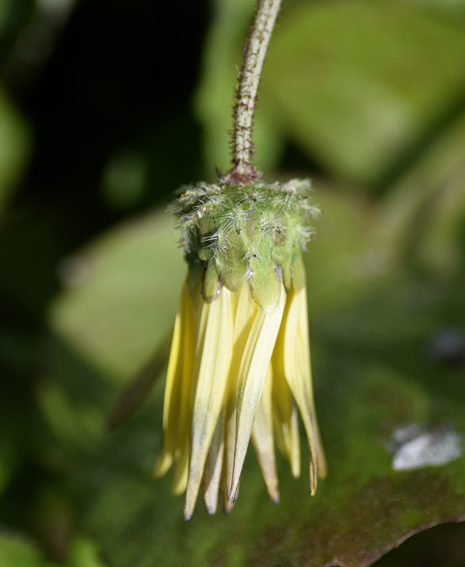 Asteraceae - Arctotheca calendula 2-01.jpg