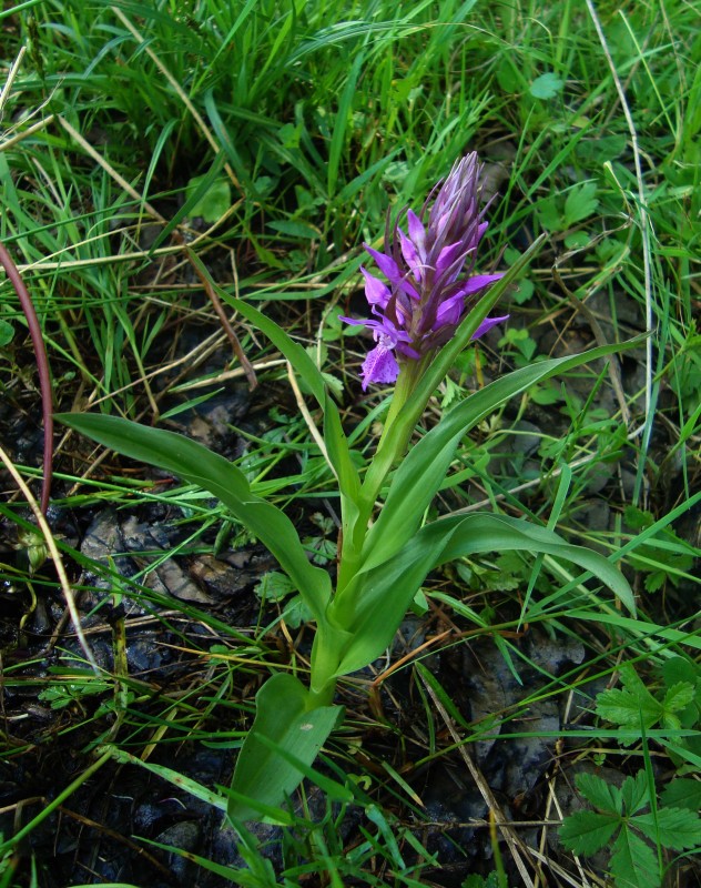 Dactylorhiza sp (9).jpg