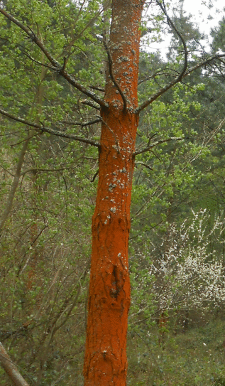 Liquen cortical in situ.gif