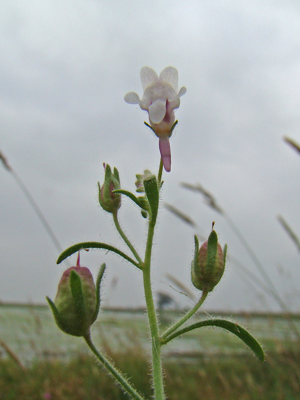 Linaria sp. 5427.JPG